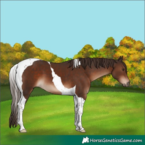 Horse Color:Liver Chestnut Tobiano 