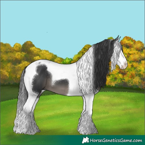 Horse Color:Black Splash Tobiano 