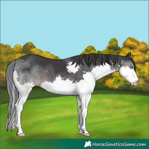 Horse Color:Black Splash 