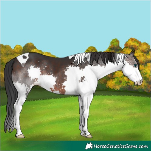 Horse Color:Brown Splash Tobiano