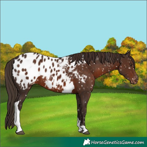 Horse Color:Liver Chestnut Tobiano Appaloosa 