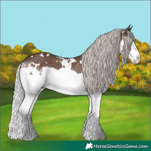 Horse Color:White Spotted Silver Black Splash 