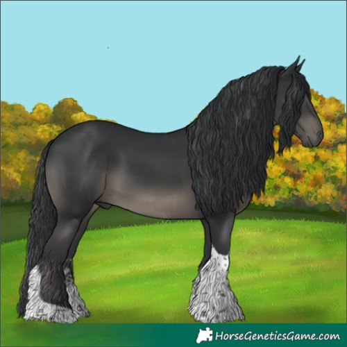 Horse Color:Black Sabino Tobiano 