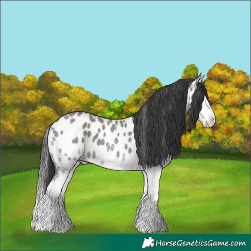 Horse Color:White Spotted Grullo Splash Near Leopard