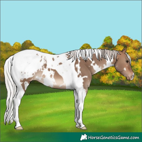 Horse Color:White Spotted Silver Brown Dun Tobiano Blanket