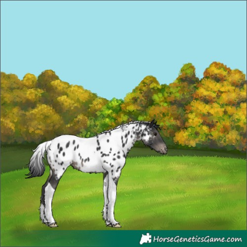 Horse Color:Black Tobiano Appaloosa 