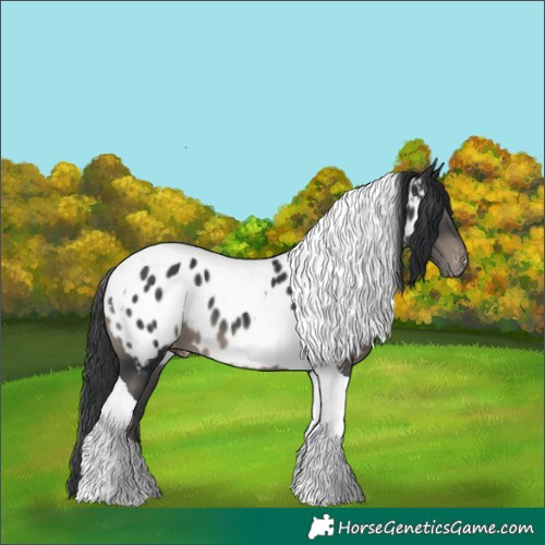Horse Color:Black Tobiano Appaloosa
