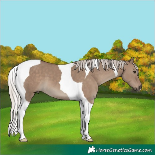 Horse Color:Silver Grullo Tobiano 