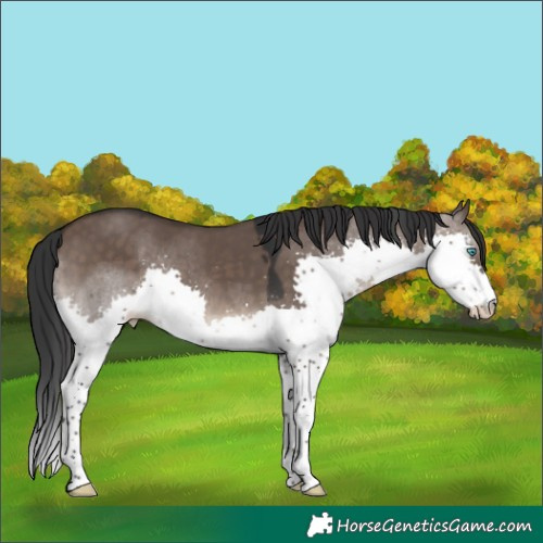 Horse Color:Brown Dun Splash