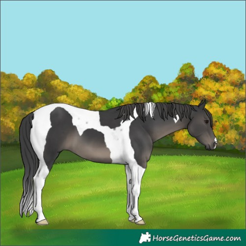 Horse Color:Black Tobiano
