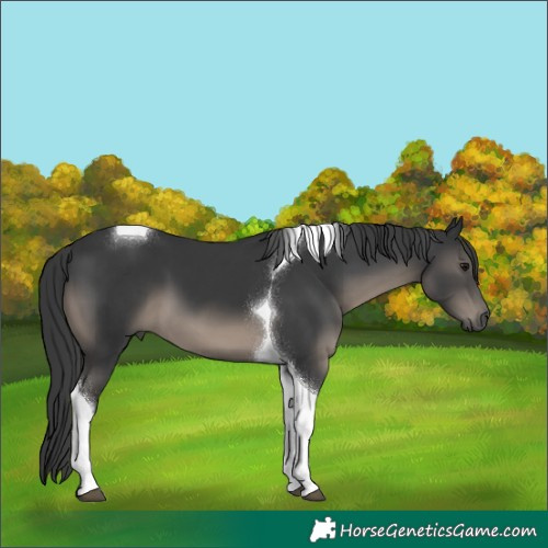 Horse Color:Black Tobiano 