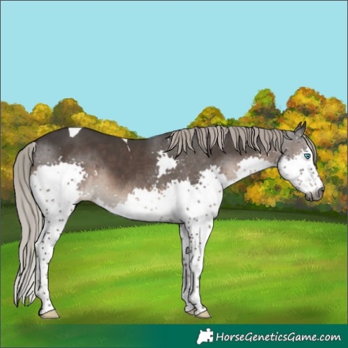 Horse Color:Gray Silver Black Splash Tobiano 
