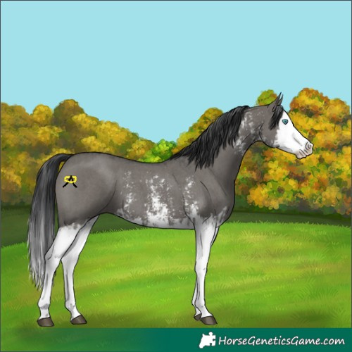 Horse Color:Grullo Sabino Splash  and Grullo Sabino Splash 