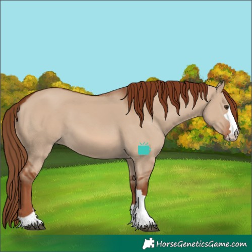 Horse Color:Red Dun 
