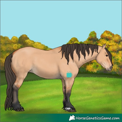 Horse Color:Bay Dun