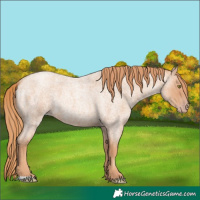 Horse Color:Gold Champagne Roan