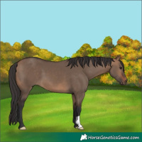 Horse Color:Bay Dun