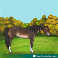 Horse Color:Brown Tobiano 