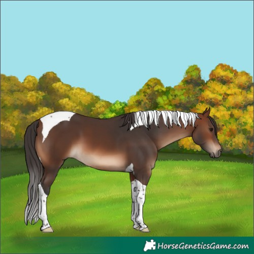 Horse Color:Brown Tobiano