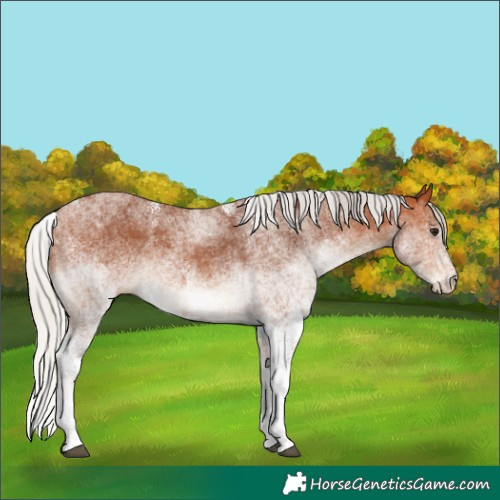 Horse Color:White Spotted Silver Bay Rabicano