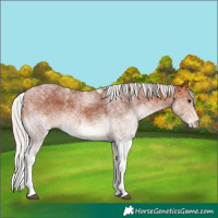 Horse Color:White Spotted Silver Bay Rabicano 