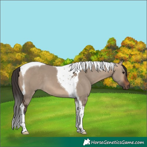 Horse Color:Bay Dun Tobiano