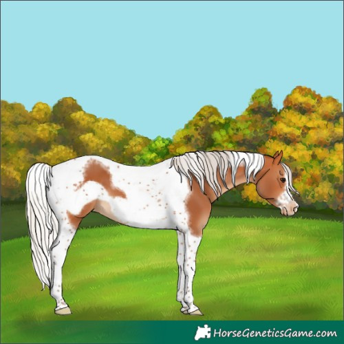 Horse Color:Silver Bay Tobiano Frame Varnish 