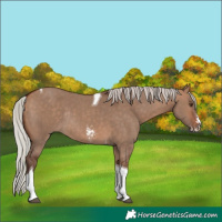 Horse Color:Silver Bay Dun Sabino Tobiano Rabicano 
