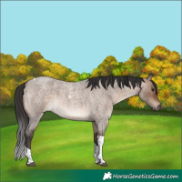 Horse Color:Brown Roan Dun Tobiano 