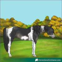 Horse Color:Black Tobiano Frame 