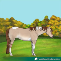 Horse Color:Red Dun Tobiano