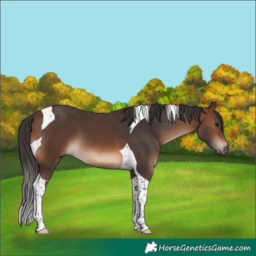 Horse Color:Brown Tobiano