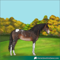 Horse Color:Brown Tobiano