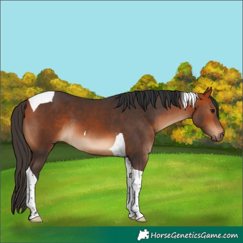 Horse Color:Bay Tobiano