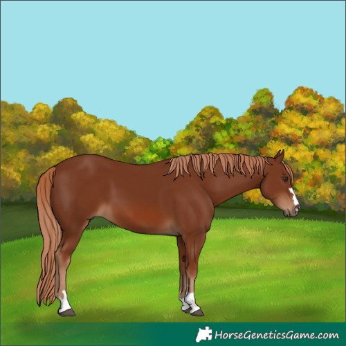 Horse Color:Chestnut 