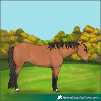 Horse Color:Bay 
