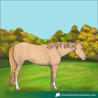 Horse Color:Gold Champagne