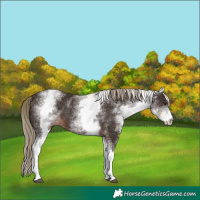 Horse Color:White Spotted Liver Chestnut 