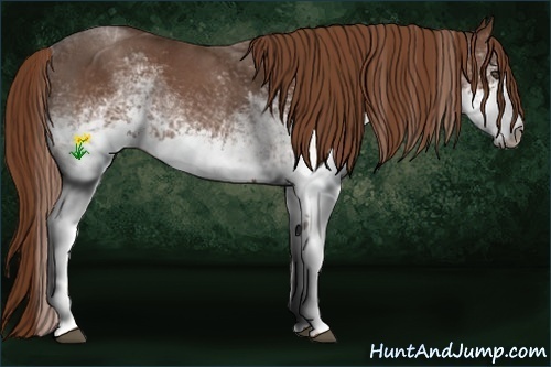 Horse Color:White Spotted Red Roan