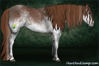 Horse Color:White Spotted Red Roan 