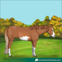 Horse Color:Chestnut Splash Frame