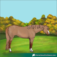 Horse Color:Red Dun