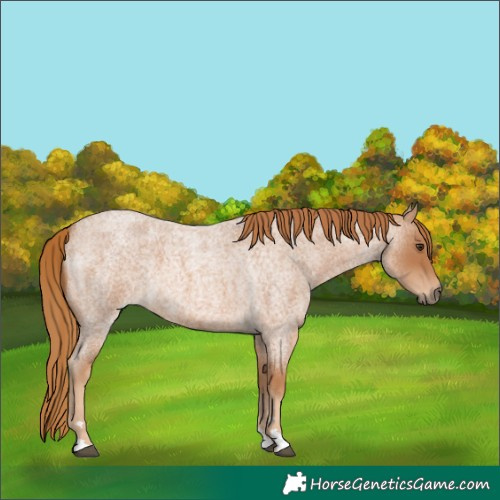Horse Color:Red Roan 