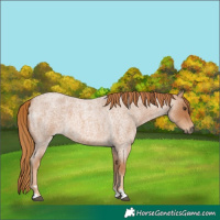 Horse Color:Red Roan 