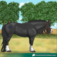 Horse Color:Black 