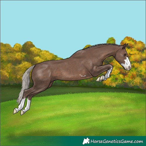 Horse Color:Silver Black