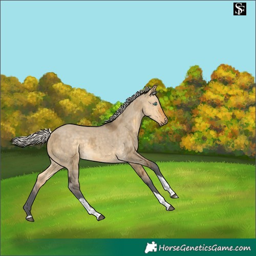 Horse Color:Silver Buckskin Dun Merle Tobiano 