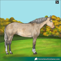Horse Color:Silver Buckskin Dun Merle Tobiano 