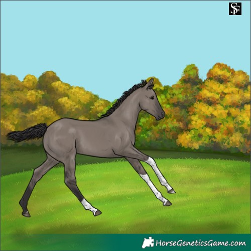 Horse Color:Smoky Grullo Tobiano 