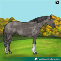 Horse Color:Smoky Grullo Merle Tobiano 